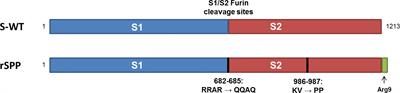 Preclinical Immune Response and Safety Evaluation of the Protein Subunit Vaccine Nanocovax for COVID-19